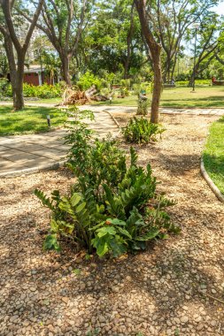 ağaçlar, bitkiler ile kaplı açık doğal bahçe