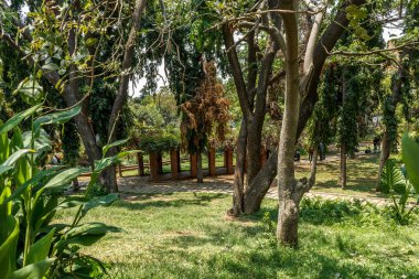 ağaçlar, bitkiler ile kaplı açık doğal bahçe