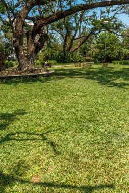 ağaçlar, bitkiler ile kaplı açık doğal bahçe