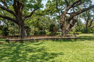 ağaçlar, bitkiler ile kaplı açık doğal bahçe