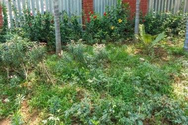 ağaçlar, bitkiler ile kaplı açık doğal bahçe