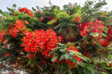 Tepe istasyonuna giden yolda tam kırmızı renkli ağaç, Salem, Yercaud, tamilnadu, Hindistan