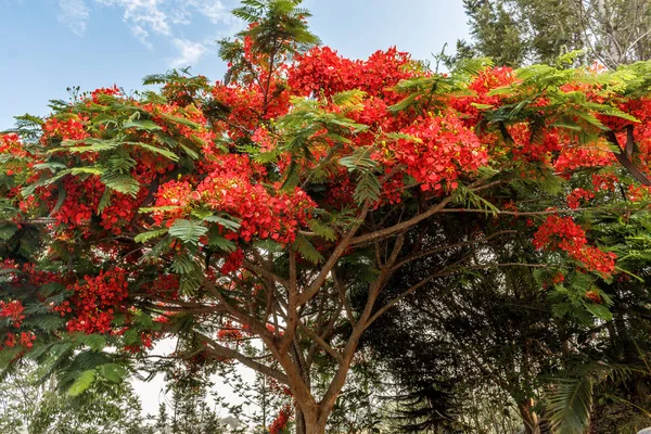 Tepe istasyonuna giden yolda tam kırmızı renkli ağaç, Salem, Yercaud, tamilnadu, Hindistan