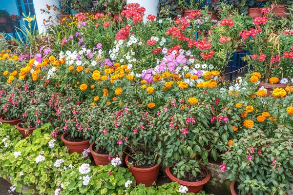 Multi colored flowers arranged for display in a garden for public view