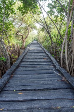 ahşap köprü yolu Pichavaram Chidambaram, Tamil Nadu, Hindistan, doğal olarak oluşan kalın mangrov forest.low ışık fotoğraf seçici odak ile tekne, mağaralar için spot turist yakınındaki köyüdür.
