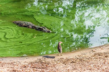 Vahşi timsahlar veya timsahlar güneşte güneşlenme grubu ve muhafaza ve popüler turistlerin cazibe ve ünlü dönüm noktası biri