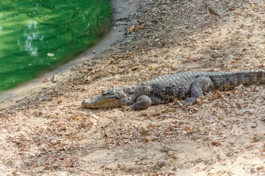 Vahşi timsahlar veya timsahlar güneşte güneşlenme grubu ve muhafaza ve popüler turistlerin cazibe ve ünlü dönüm noktası biri