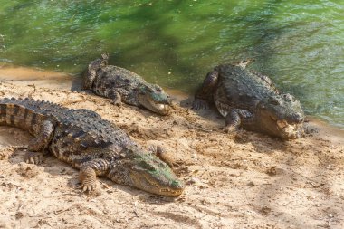 Vahşi timsahlar veya timsahlar güneşte güneşlenme grubu ve muhafaza ve popüler turistlerin cazibe ve ünlü dönüm noktası biri