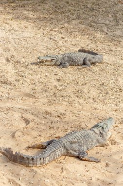 Vahşi timsahlar veya timsahlar güneşte güneşlenme grubu ve muhafaza ve popüler turistlerin cazibe ve ünlü dönüm noktası biri