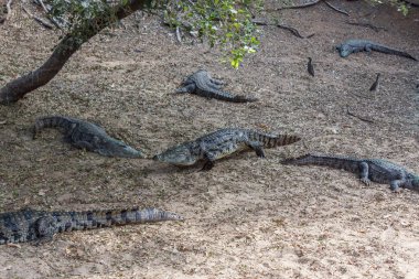 Vahşi timsahlar veya timsahlar güneşte güneşlenme grubu ve muhafaza ve popüler turistlerin cazibe ve ünlü dönüm noktası biri