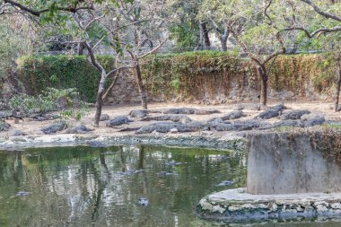 Vahşi timsahlar veya timsahlar güneşte güneşlenme grubu ve muhafaza ve popüler turistlerin cazibe ve ünlü dönüm noktası biri