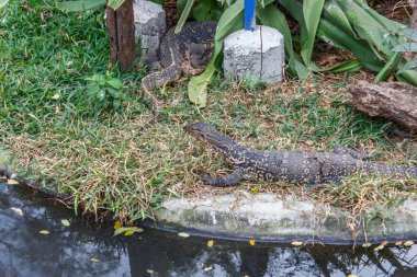 Vahşi timsahlar veya timsahlar güneşte güneşlenme grubu ve muhafaza ve popüler turistlerin cazibe ve ünlü dönüm noktası biri