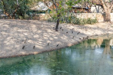 Vahşi timsahlar veya timsahlar güneşte güneşlenme grubu ve muhafaza ve popüler turistlerin cazibe ve ünlü dönüm noktası biri