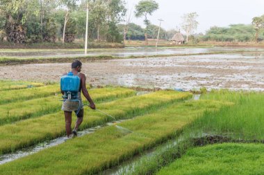 Tanımlanamayan güney Hintli çiftçi böceklerden bitkileri korumak için pestisit püskürtme görüldü