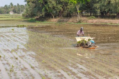 Tanımlanamayan güney Hint çiftçi mekanik bir makine kullanarak çiftlik alanında pirinç bitkileri hasat. Konuya seçici bir şekilde odaklanarak.