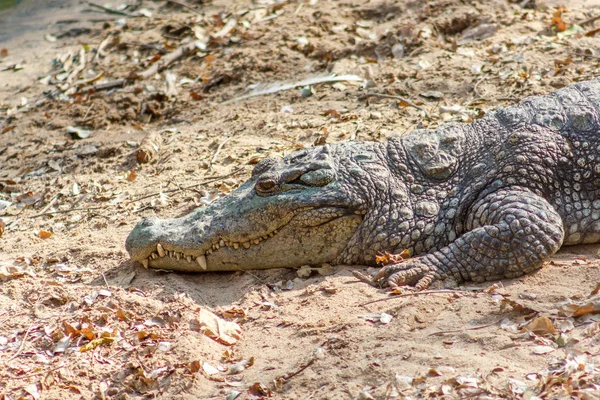 Grupa Okrutnych Krokodyli Lub Aligatorów Basking Słońcu Utrzymywane Jego Jeden — Zdjęcie stockowe