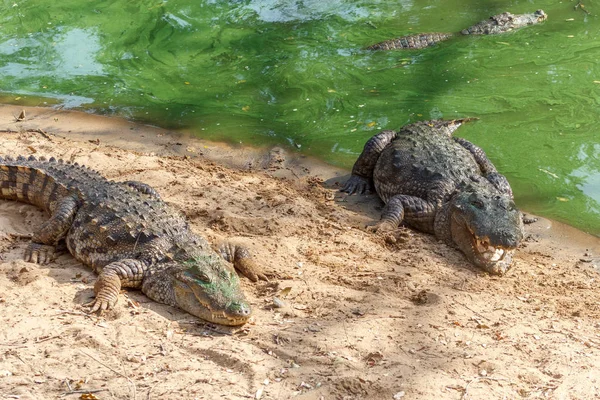 Grupo Crocodilos Ferozes Jacarés Aquecendo Sol Mantidos Sua Atração Turística — Fotografia de Stock