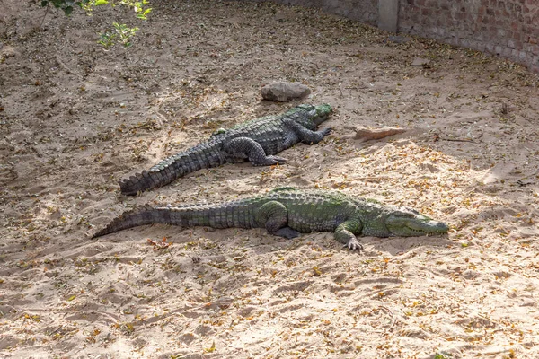 Grupa Okrutnych Krokodyli Lub Aligatorów Basking Słońcu Utrzymywane Jego Jeden — Zdjęcie stockowe