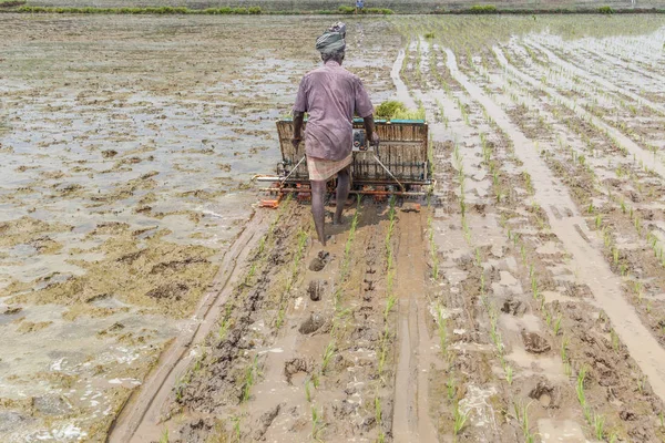 Unidentified south indian farmer harvesting rice crops in the farm field using a mechanical machine. With selective focus on the subject.