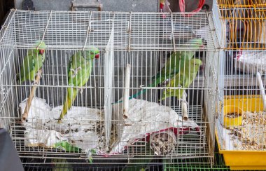 Muhabbet kuşu veya papağan grubu ile metal bir kutu içinde kafesli görülen