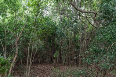 büyük Banyan ağacı