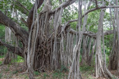 büyük Banyan ağacı
