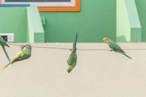 줄에 밧줄에 앉아 푸를 찾는 앵무새 의 그룹 — 스톡 사진