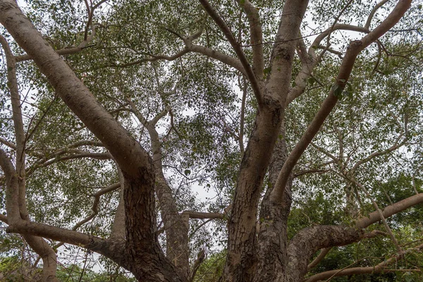 Gran árbol de Banyan —  Fotos de Stock