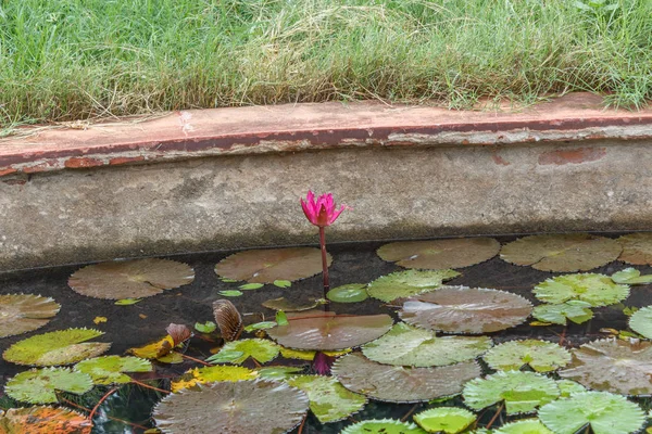Lily vatten damm — Stockfoto