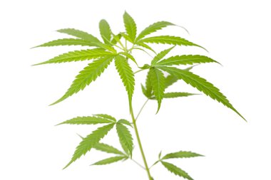 Kenevir yaprağı 