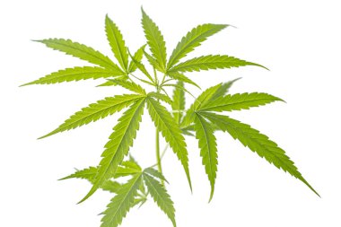 Kenevir yaprağı 