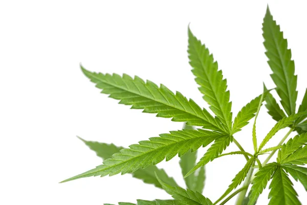 Cannabis-Blatt — Stockfoto