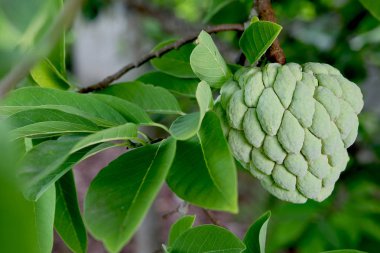 muhallebi elma ve yaprak kapalı