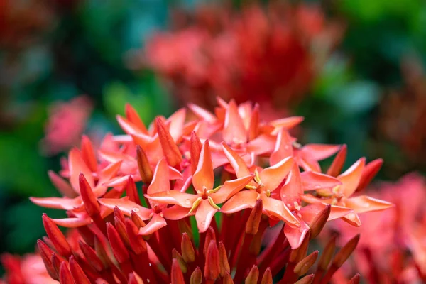 Flor roja de Ixora — Foto de Stock