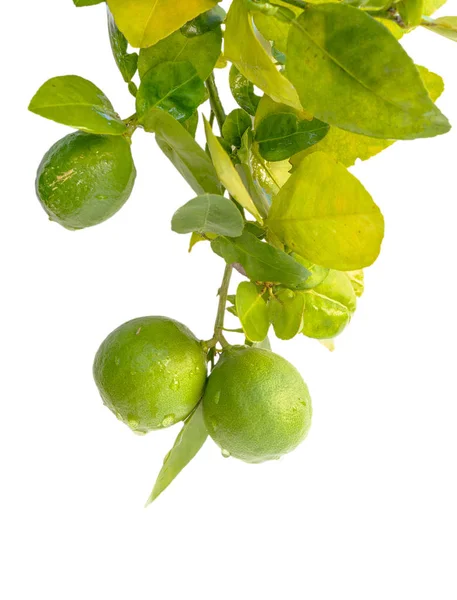 Organische citroen — Stockfoto