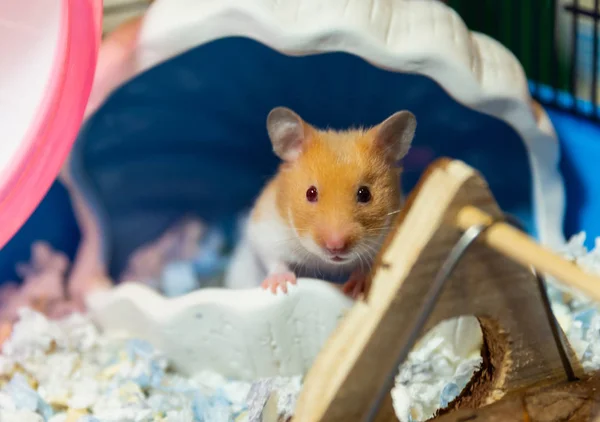 Hamster Royaltyfria Stockbilder