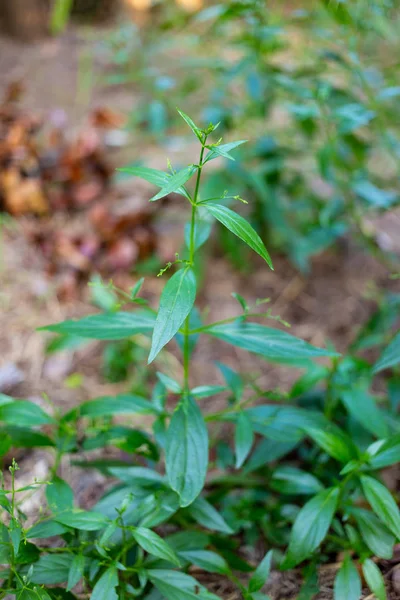 Fresh kariyat plant — 图库照片