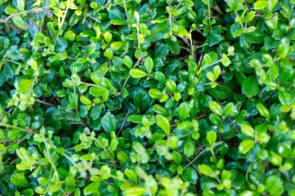 Grüne Blätter Hintergrund Von Carmona Retusa Vahl Masam Boraginaceae — Stockfoto