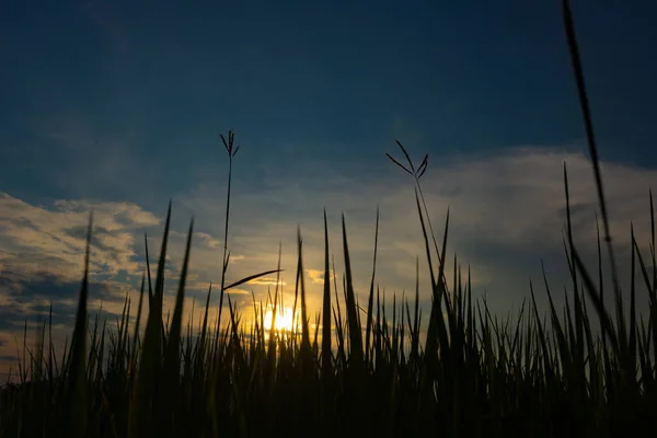 Ricefarm sunset — Stockfoto