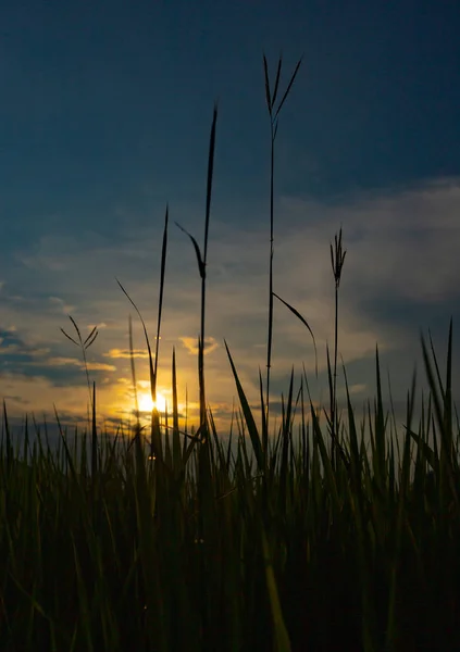 Ricefarm sunset — стоковое фото