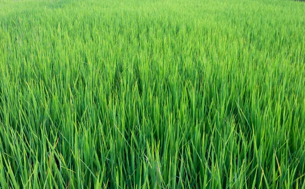 Perfect rice farm — Stockfoto