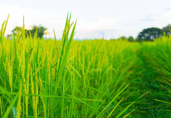 Hermosa vista del campo de arroz —  Fotos de Stock