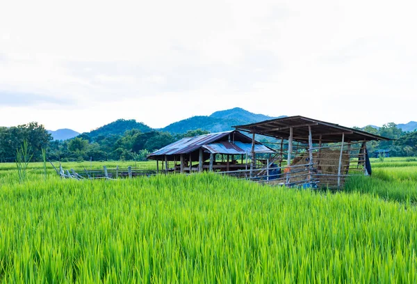 Byre and ricefarm — стоковое фото
