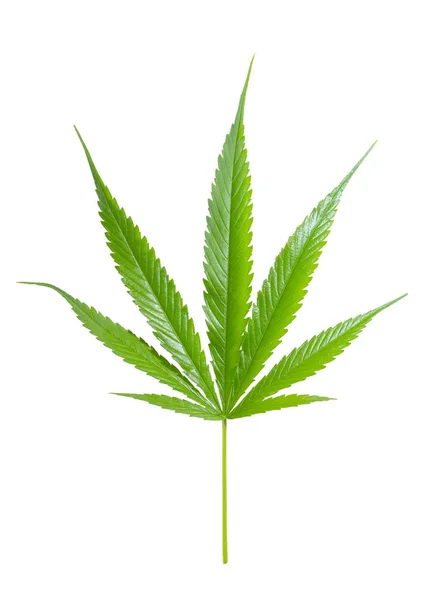 Marihuana-Blatt — Stockfoto
