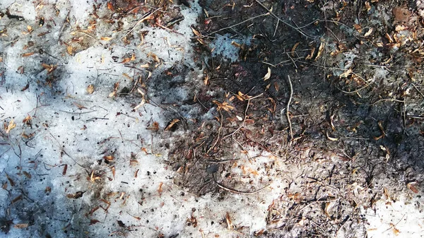 Dal Orman Katta Kar Eriyor Kar Eriyor Bahar Geliyor — Stok fotoğraf