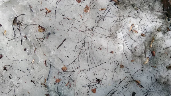 Twigs on the forest floor. The snow is melting.The snow is melting. Spring is coming