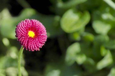 Açık mavi çiçek papatya (Bellis perennis) bahçede yeşil yaprakları bir arka planda. Çiçek açan Marguerite, Summertime 'daki Primula 'ya bakın. Üstteki görünüm, kopya alanı.