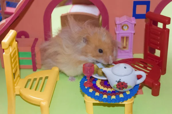 かわいいふわふわのライトブラウンハムスターが 彼の家のテーブルで豆を食べます クローズアップペットは彼の手で食べる ストック画像