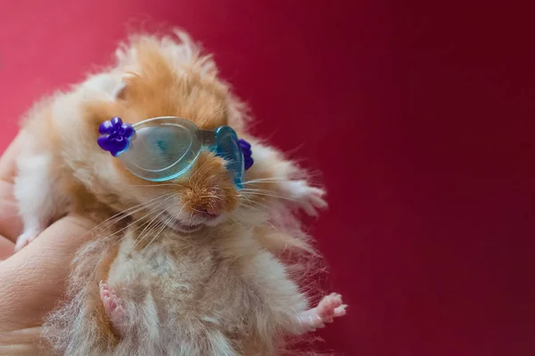 Elegante Hamster Peludo Marrom Claro Com Óculos Segure Animal Estimação — Fotografia de Stock