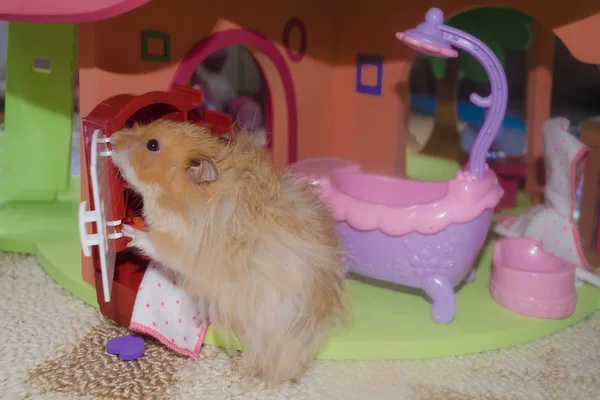 Hellbrauner pelziger Hamster wäscht und schaut im Badezimmer in den Spiegel — Stockfoto
